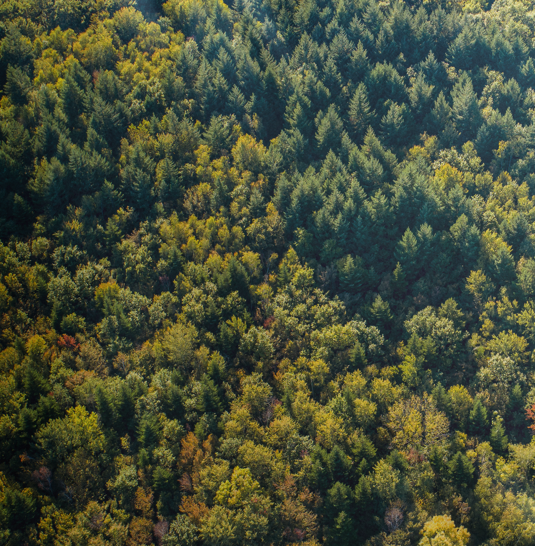 Housse de coussin – Forêt du Chablais Couleur – KaraDrone